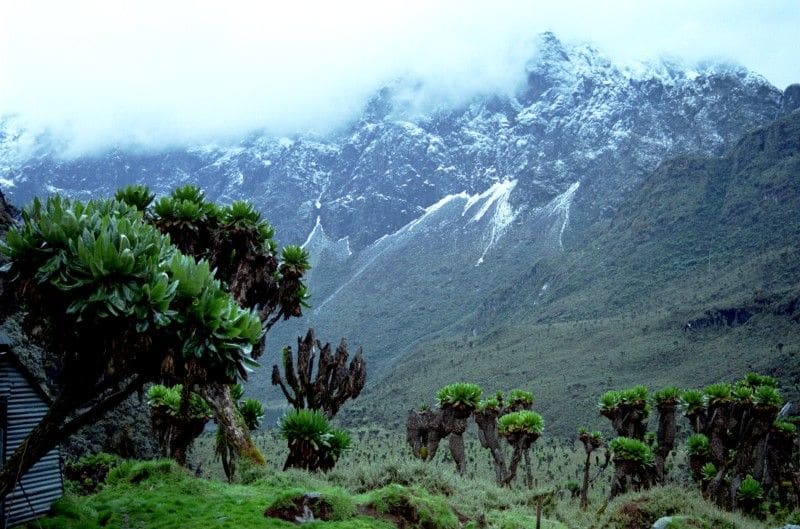 The Rwenzori Mountains, one of Trek's East African destinations